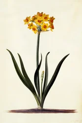 Narcissus